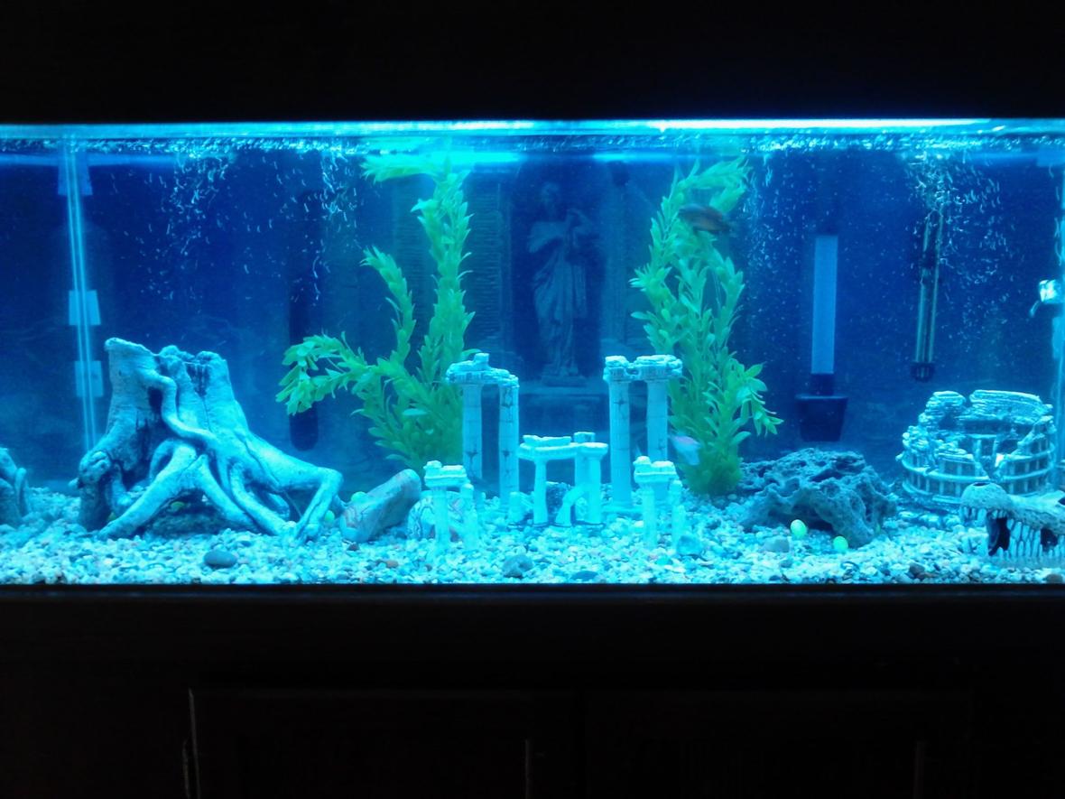 75 gallons freshwater fish tank (mostly fish and non-living decorations) - My 75 gallon