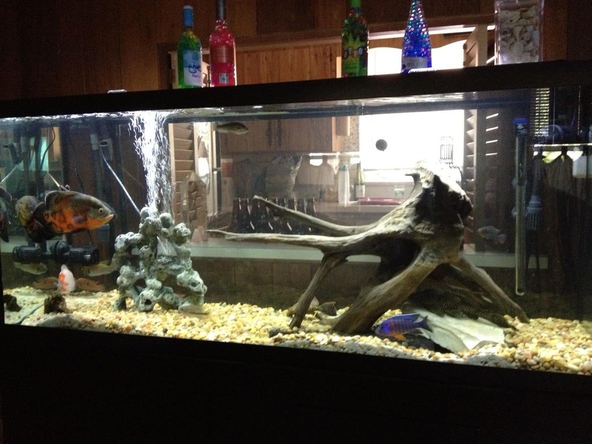 120 gallons freshwater fish tank (mostly fish and non-living decorations) - 120 Gal with a giant drift wood piece. They are hiding in this pic but there are 3 large oscars and some smaller cichilds.
