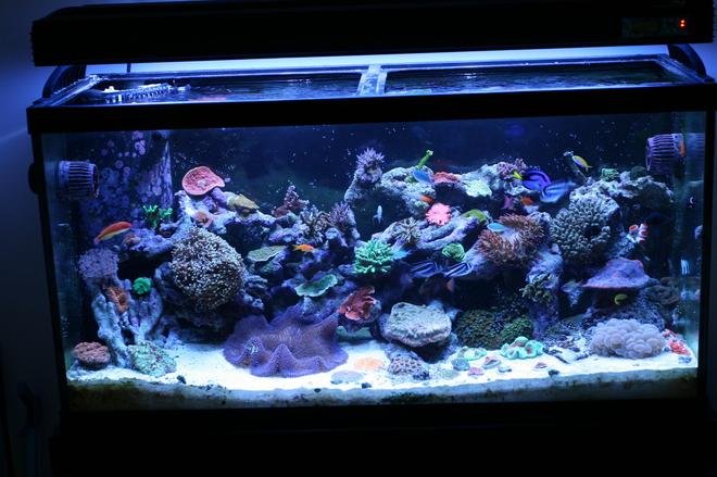 90 gallons reef tank (mostly live coral and fish) - 7 months old