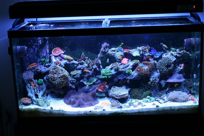 Rated #25: 90 Gallons Reef Tank - 7 months old