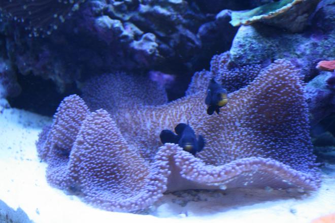 corals inverts - stichodactyla haddoni - carpet anemone stocking in 90 gallons tank - Purple Carpet and Midnight Clowns