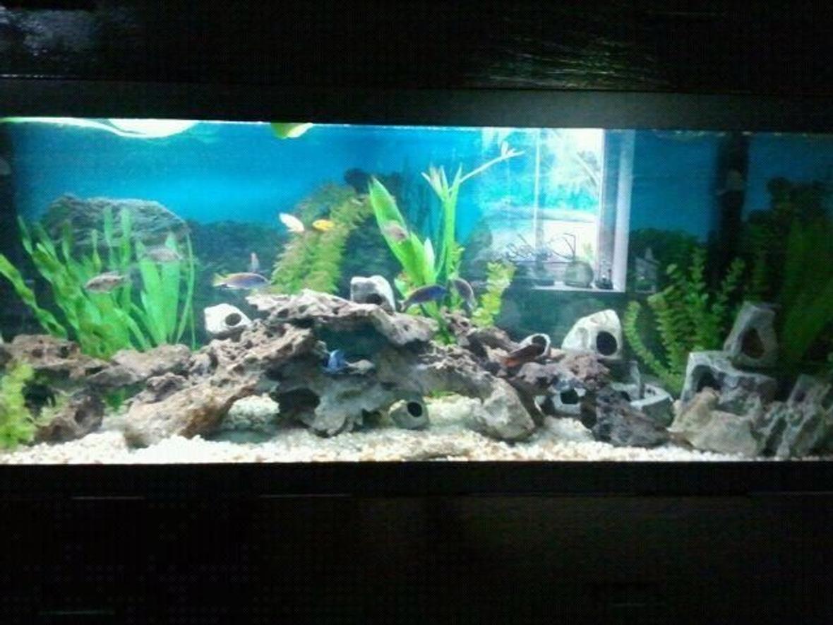 125 gallons freshwater fish tank (mostly fish and non-living decorations)