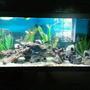 125 gallons freshwater fish tank (mostly fish and non-living decorations)