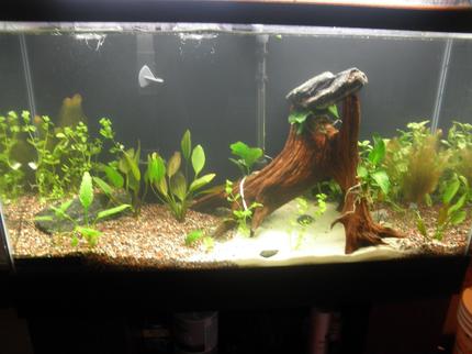 38 gallons planted tank (mostly live plants and fish) - newly setup coydoras tank.