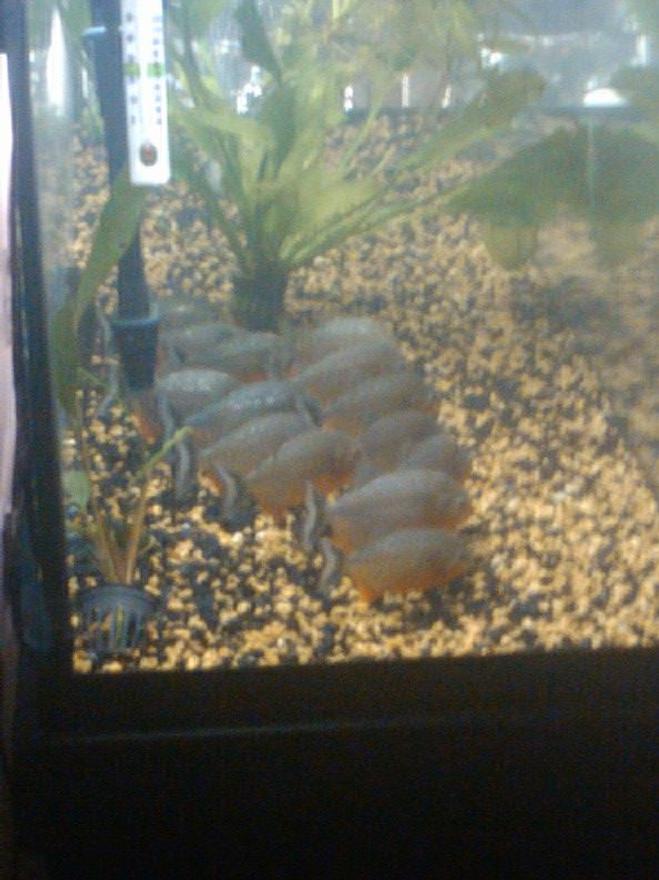 freshwater fish - pygocentrus nattereri - redbellied pirhana stocking in 125 gallons tank - My, 14 hybridpiranhas. I, have better video's and picture's if you want to see better up close veiws and shots.. You tube hybridpiranhas and im everywhere check me out and enjoy.