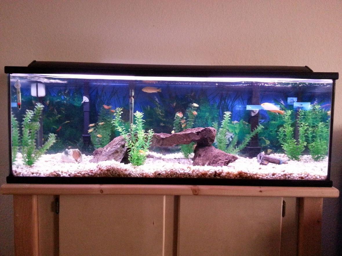 60 gallons freshwater fish tank (mostly fish and non-living decorations) - Freshwater 60Gal, electric yellow cichlids, non living decor