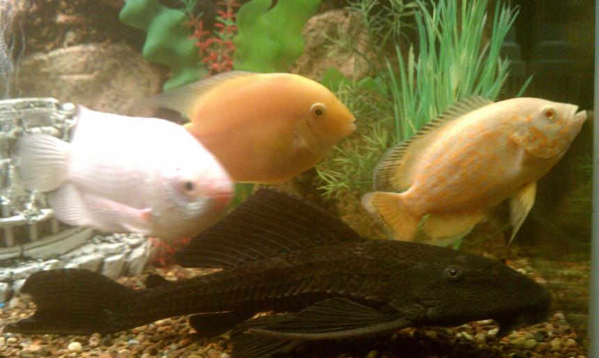 Rated #78: Freshwater Fish - Helostoma Temmincki - Kissing Gourami Stocking In 125 Gallons Tank - Gold sevrum,picasimus,kissing