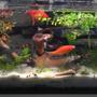 10 gallons planted tank (mostly live plants and fish) - Planted a few goldfish , 2 clowns, driftwood is a month old , substrate topped with white sand.