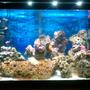 20 gallons saltwater fish tank (mostly fish, little/no live coral) - My 1st Saltwater Tank!!!!
