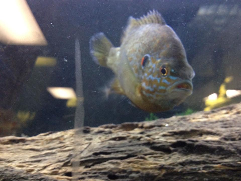 freshwater fish - lepomis gibbosus - pumpkinseed stocking in 150 gallons tank - Here is a picture of my pumpkinseed who is pleasantly plump!