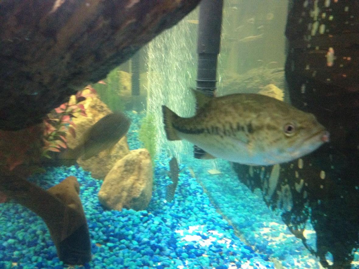 freshwater fish - micropterus salmoides - largemouth bass stocking in 150 gallons tank - Picture of my Largemouth Bass, Bluegill and Crappie swimming away.