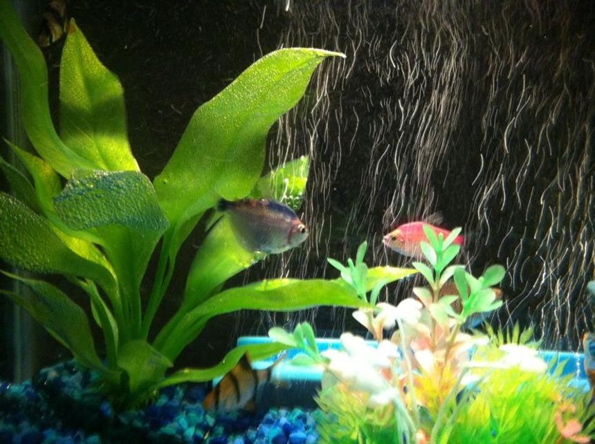 Rated #2294: 5 Gallons Freshwater Fish Tank - my new 5 gallon tank with my new fish and tiger barbs the others im not sure of their type but will find out