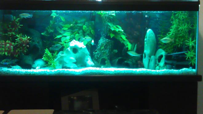 55 gallons freshwater fish tank (mostly fish and non-living decorations) - 4ft cichlid tank ,55 gallons