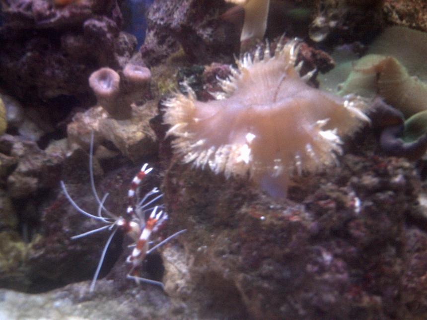 Rated #24: Corals Inverts - Stenopus Hispidus - Banded Coral Shrimp Stocking In 70 Gallons Tank - coral banded shrimp hanging out by my large flower anemone
