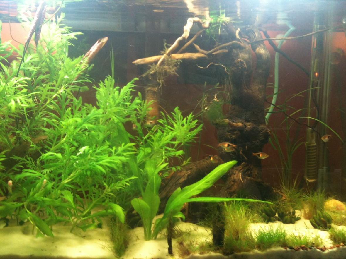 20 gallons planted tank (mostly live plants and fish) - 2 months 3 Albino Corys, w/ frys-born 7/10/12 and 2 survivors 2 Guppies, 3 Red Cherry Shrimps 8 Rasboras Added tree on 1 AUG