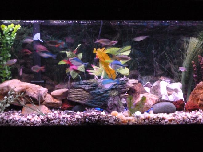 55 gallons freshwater fish tank (mostly fish and non-living decorations) - Fish paradise but still working on it.