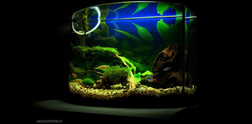 Rated #69: 7 Gallons Planted Tank - My freshwater tank.