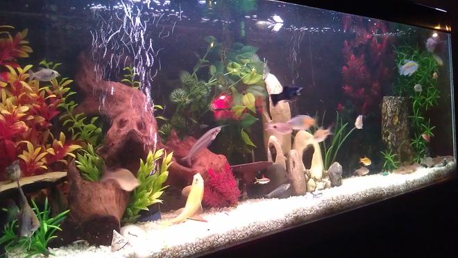 55 gallons freshwater fish tank (mostly fish and non-living decorations) - My 4ft tropical tank