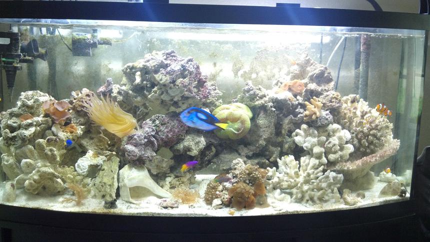 Rated #57: 72 Gallons Reef Tank - 100 days old