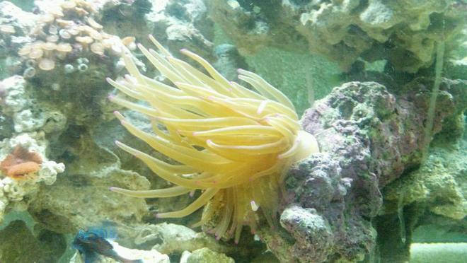 corals inverts - condylactis gigantea - condy anemone stocking in 72 gallons tank - Stretchy