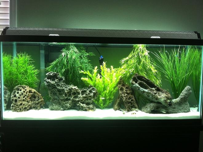 55 gallons freshwater fish tank (mostly fish and non-living decorations) - Community tank