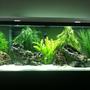 55 gallons freshwater fish tank (mostly fish and non-living decorations) - Community tank