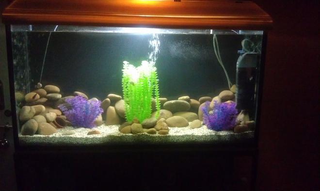 75 gallons freshwater fish tank (mostly fish and non-living decorations) - Chichlids Community Tank