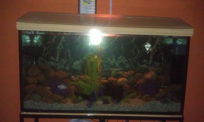 75 gallons freshwater fish tank (mostly fish and non-living decorations) - Chichlids Community Tank