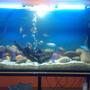 75 gallons freshwater fish tank (mostly fish and non-living decorations) - Chichlids Community Tank