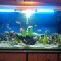 fish tank picture - Chichlids Community Tank