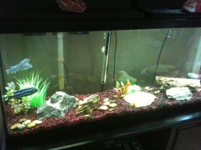 55 gallons freshwater fish tank (mostly fish and non-living decorations) - 55 gal. African Cichlid tank.