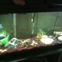 55 gallons freshwater fish tank (mostly fish and non-living decorations) - 55 gal. African Cichlid tank.