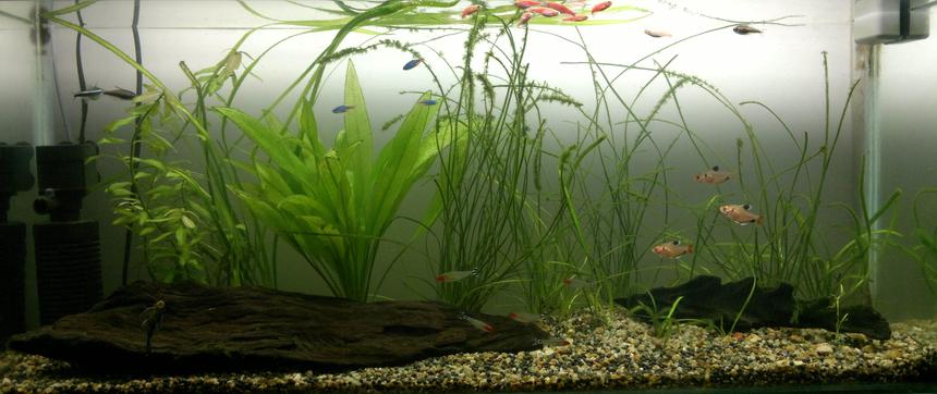 Rated #98: 15 Gallons Planted Tank - tetra-pack