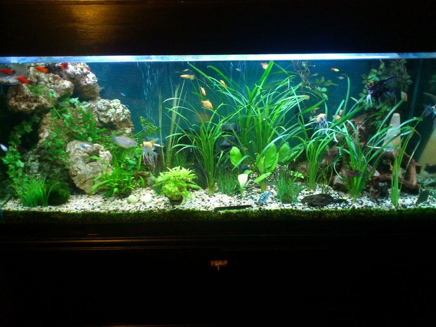 Rated #26: 147 Gallons Planted Tank - 5ftx2ftx2.5ft tank. Mixed community
5 x Tiger Barbs
4 x Ruby Barbs
3 x Golden Marble Angelfish
1 x Black Marble Angelfish
3 x Neon tetras
9 x Lemon tetras
4 x Mickey Mouse Platys
1 x Neon sunset Platy
4 x White Mickey Mouse Platys
4 x Blue Platys
1 x Red Bottom Blue sapphire Platy
12 x assorted Guppies
Pair of Keyhole Cichlids
Pair of Pearl Gourami
1 x Female Dwarf Gourami
1 x Male Long Finned Bolivian Ram
Cichlid
1 x Salfin Pleco
1 x Bristlenose
2 x Sterbas cory
1 x Banjo cat
1 x Assassin snail
1 x African clawed albino frog
Dwarf Anubias
Jungle Vallis
Straight Vallisneria
Wendt's Cryptocoryne
Java Fern
moss