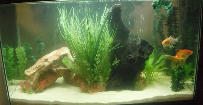 29 gallons freshwater fish tank (mostly fish and non-living decorations)