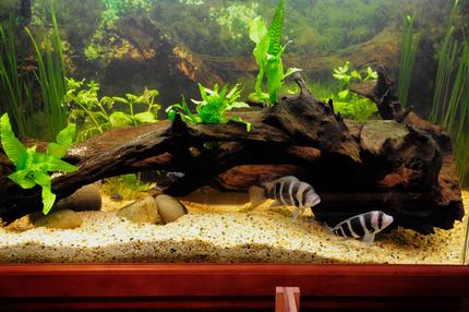95 gallons planted tank (mostly live plants and fish) - Back when I was keeping Fronies.