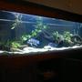fish tank picture - frontosa tank