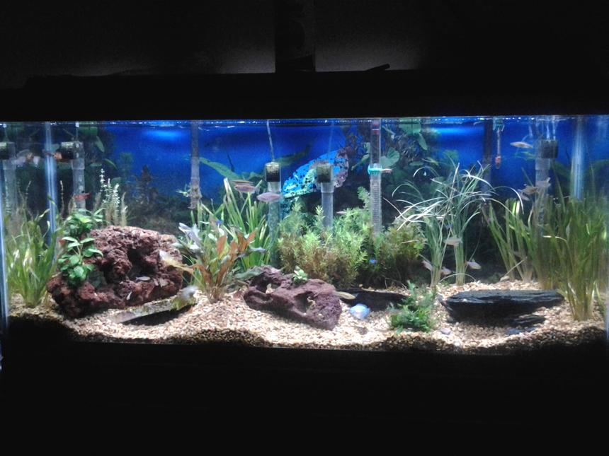 Rated #61: 55 Gallons Planted Tank - 55 gallon tank. 45 fish, all live plants, lava rocks and
slate. A all natural habitat.