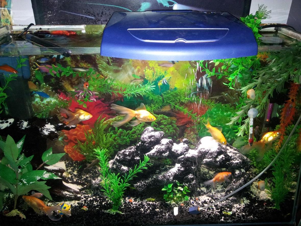26 gallons freshwater fish tank (mostly fish and non-living decorations) - lol gotta pickup a nice l.e.d lighting system@moment using old lid for light lol really bright tho :)