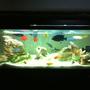 40 gallons freshwater fish tank (mostly fish and non-living decorations) - Sandy rocks