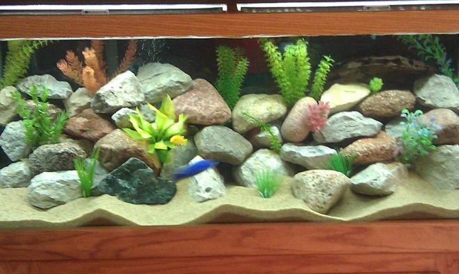 75 gallons freshwater fish tank (mostly fish and non-living decorations) - 75 GALLON MBUNA TANK