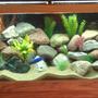 75 gallons freshwater fish tank (mostly fish and non-living decorations) - 75 GALLON MBUNA TANK
