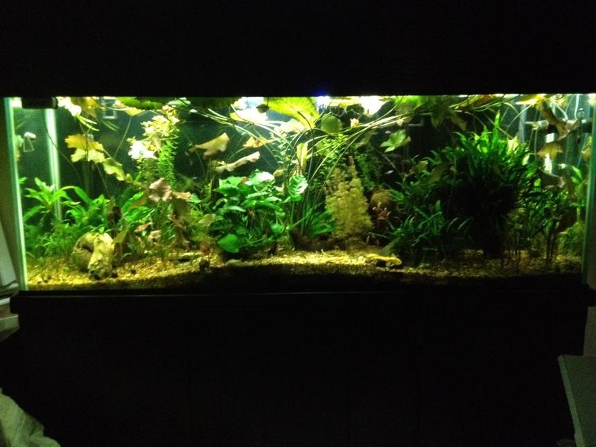 Rated #30: 150 Gallons Planted Tank - 150 Gallon planted