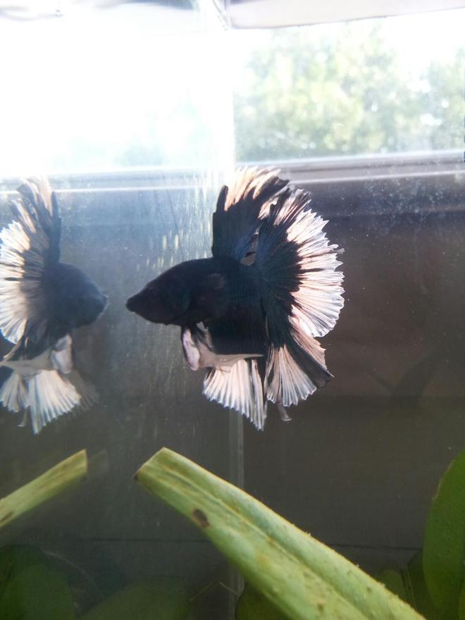 freshwater fish - betta splendens - halfmoon betta - Halfmoon Butterfly Betta. Lives in 5 gallon Fluval Chi with 3 Otos, 2 Endlers, 1 Ghost Shrimp and 1 Assassin Snail. Tank is sand with live plants and natural light.