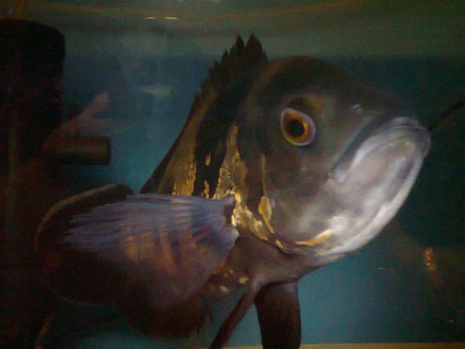 freshwater fish - astronotus ocellatus - tiger oscar - This is my Oscar in a nice light