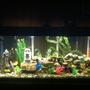 55 gallons freshwater fish tank (mostly fish and non-living decorations) - New layout on my 55gal. African cichlid tank
