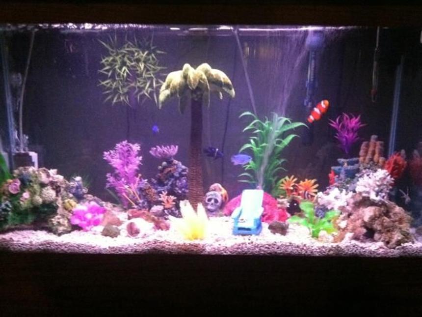 Rated #77: 55 Gallons Reef Tank - 40gal. Salt water tank. Assorted damsels fish a clown fish cardnel fish a few turbo snail. Some live rock and coal lots of fake plants. Magnum 350 filter and a power head and a100 watt submersible heater.