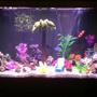 55 gallons reef tank (mostly live coral and fish) - 40gal. Salt water tank. Assorted damsels fish a clown fish cardnel fish a few turbo snail. Some live rock and coal lots of fake plants. Magnum 350 filter and a power head and a100 watt submersible heater.