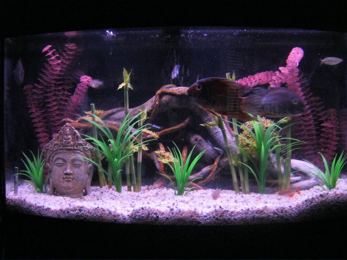46 gallons freshwater fish tank (mostly fish and non-living decorations) - 46 gallon bow-front tank