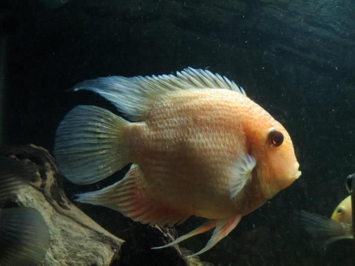 freshwater fish - heros serverus - gold severum stocking in 125 gallons tank - 7" Male Gold severum